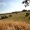 campagne pugliesi